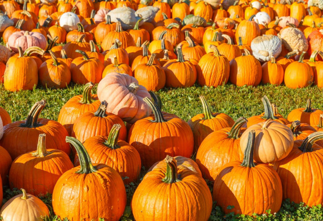 Things to do in County Galway, Ireland - Galway Pumpkin Patch - YourDaysOut