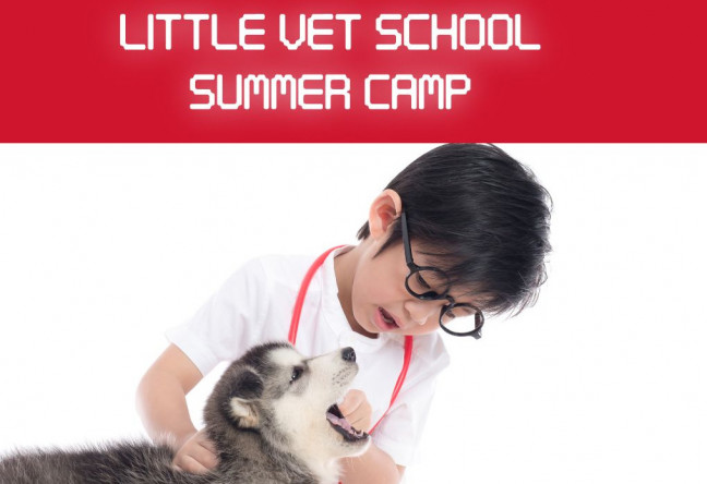 Things to do in County Wexford, Ireland - Little Vet School Summer Camp - YourDaysOut