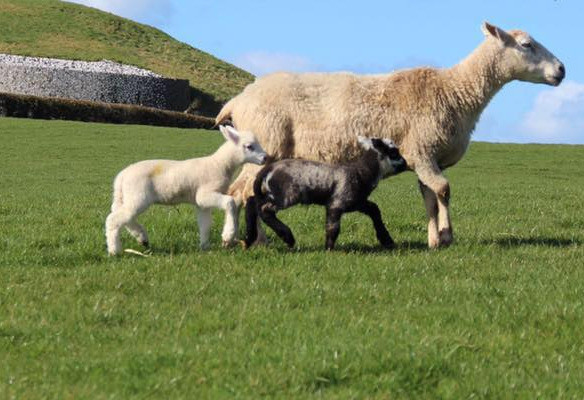 Things to do in County Meath, Ireland - Newgrange Farm | Lambing Live - YourDaysOut