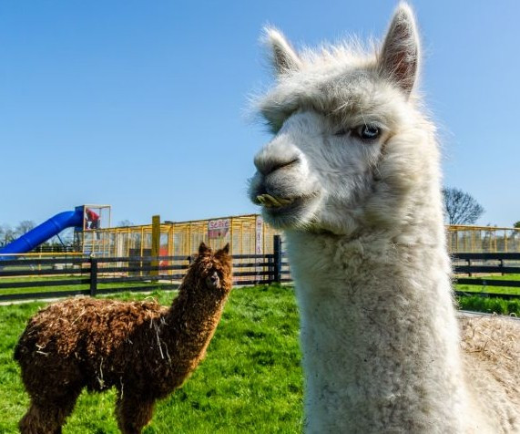 Things to do in County Wexford, Ireland - Kia Ora Mini Farm - YourDaysOut