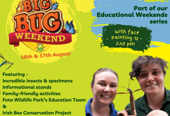 Things to do in County Cork, Ireland - BIG Bug Weekend - YourDaysOut
