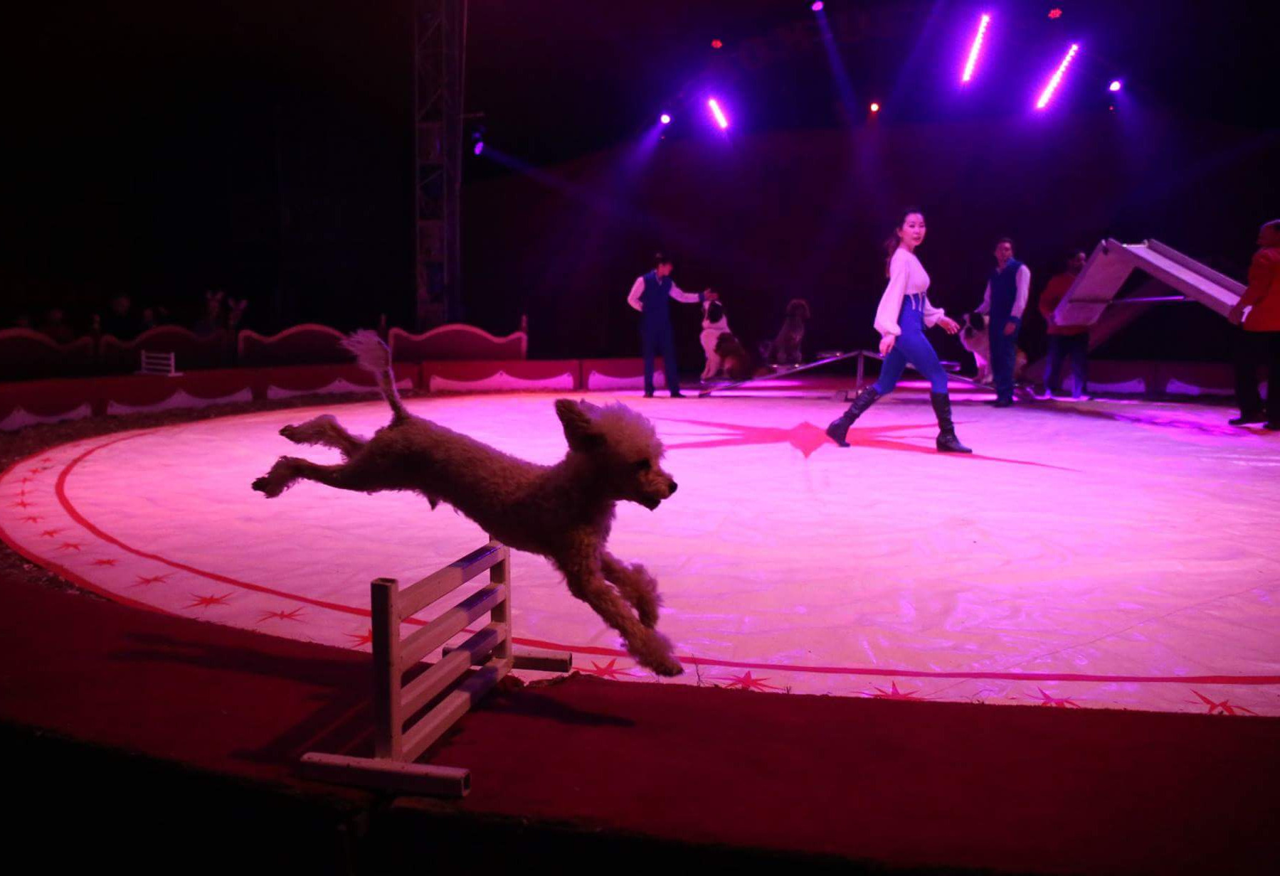 Things to do in County Cork, Ireland - Duffy's circus Midleton - YourDaysOut
