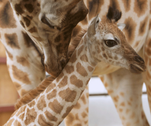 Giraffes at Fota Wildlife Park - YourDaysOut