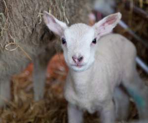 Airfield Estate in Dundrum is a fantastic family day out - YourDaysOut