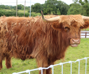 Fun day out: The is so much to do at Tearaways Pet Farm & Activity Centre. - YourDaysOut