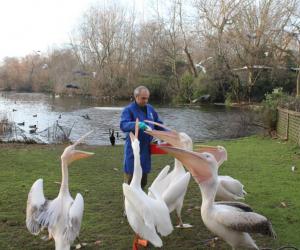 St. James's Park - YourDaysOut