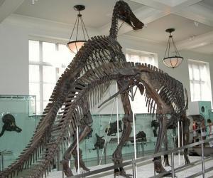 Things to do in New York, United States - American Museum of Natural History - YourDaysOut